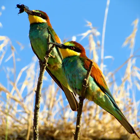 La Morina Κατάλυμα σε φάρμα Κορτόνα